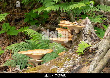 Polyporus squamosus, della Driade sella presso il Parco Nazionale dei Laghi di Plitvice, Croazia Foto Stock