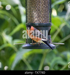 Un maschio Bullfinch appollaiate su un Bird Feeder mangiare semi di girasole Semi di cuore in un giardino in Alsager Cheshire England Regno Unito Regno Unito Foto Stock