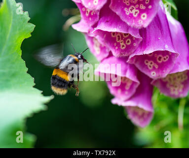 Un grande Buff-Tailed Bumblebee battenti a metà in aria verso un Foxglove con fiore in cerca di nettare in un giardino in Alsager ngland CHESHIRE REGNO UNITO Foto Stock