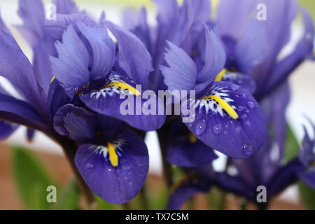 Iris reticulata o reticolare fiore iris Foto Stock