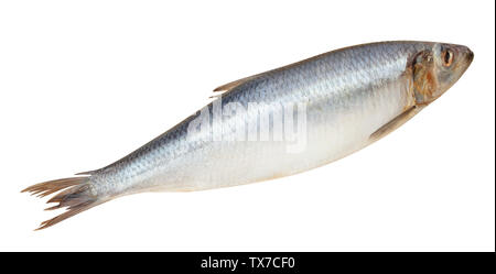 Aringa percorso di pesce isolato su bianco Foto Stock