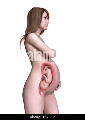 3D Rendering accurato dal punto di vista medico illustrazione di una donna in stato di gravidanza settimana 37 Foto Stock