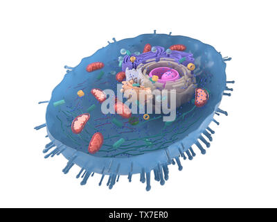 3d reso illustrazione di una cellula umana sezione trasversale Foto Stock