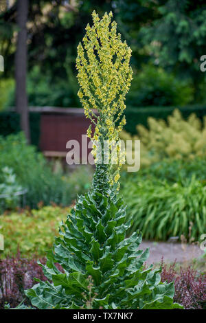 Mullein fiore in piena fioritura Molène grande mullein mullein comune impianto di velluto Foto Stock