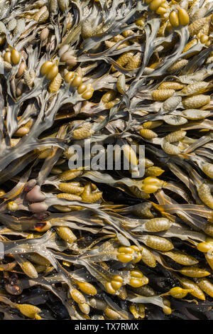 Close up della vescica Wrack alghe (Fucus vesiculosus) temporaneamente arenati su una spiaggia di sabbia Foto Stock