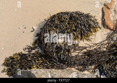 La vescica Wrack alghe (Fucus vesiculosus) temporaneamente arenati su una spiaggia di sabbia Foto Stock