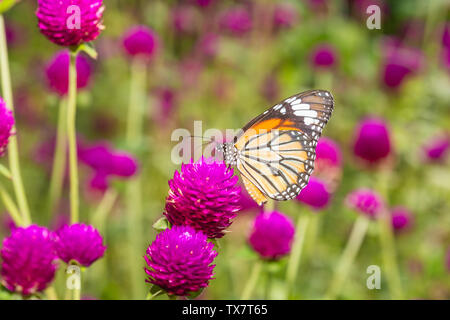 Tiger comune farfalla sul fiore Foto Stock