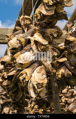 Teste di merluzzo essiccazione su un rack di legno al di fuori, nella preparazione dello stoccafisso un tradizionale metodo di conservazione del pesce, Isole Lofoten in Norvegia Foto Stock