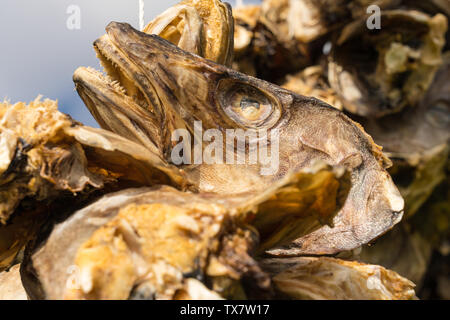 In prossimità delle teste di merluzzo essiccazione su un rack di legno al di fuori, nella preparazione dello stoccafisso un tradizionale metodo di conservazione del pesce, Isole Lofoten, Norwa Foto Stock