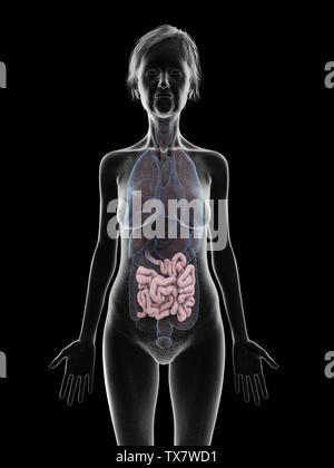 3D Rendering accurato dal punto di vista medico illustrazione di un anziano femmine intestino tenue Foto Stock
