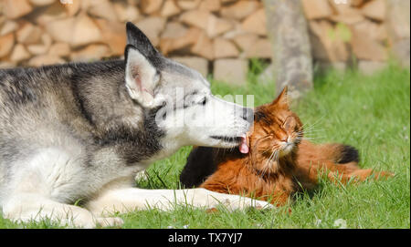 Siberian Husky cane leccare gatto somalo, essi giacente insieme fianco a fianco affettuosamente toelettatura in un prato verde prato in un giardino, una stretta amicizia Foto Stock