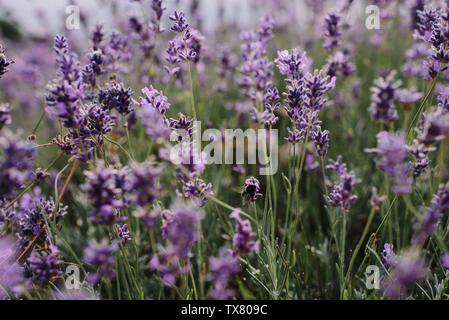 Bumble Bee sulla Lavanda Foto Stock