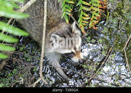 Raccoon esplorando una palude della Florida Foto Stock