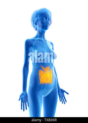 3D Rendering accurato dal punto di vista medico illustrazione di un anziano femmine intestino tenue Foto Stock
