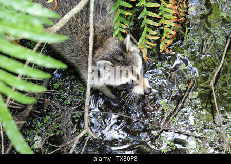 Raccoon esplorando una palude della Florida Foto Stock