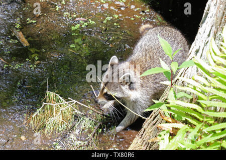 Raccoon esplorando una palude della Florida Foto Stock
