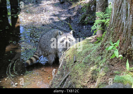 Raccoon esplorando una palude della Florida Foto Stock