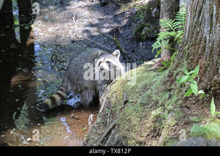 Raccoon esplorando una palude della Florida Foto Stock