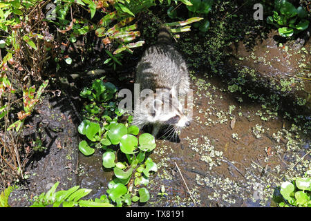 Raccoon esplorando una palude della Florida Foto Stock