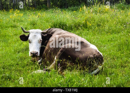 Vacca in appoggio positin nel prato greem.stock in stile foto con il paesaggio rurale in Romania. Foto Stock