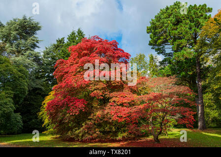 I colori autunnali, il paesaggio boscoso a Westonbirt Arboretum Foto Stock