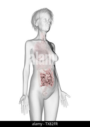 3D Rendering accurato dal punto di vista medico illustrazione di un anziano femmine intestino tenue Foto Stock