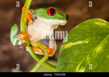 Red-eyed frog sulla pianta Foto Stock