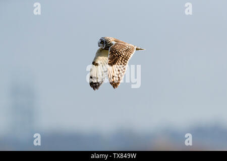 Breve eared owl caccia Foto Stock