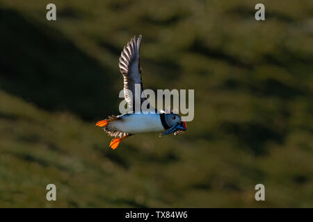 Un puffin (Fratercula actica) in volo portando cicerelli; Skokholm Island Pembrokeshire Wales UK Foto Stock