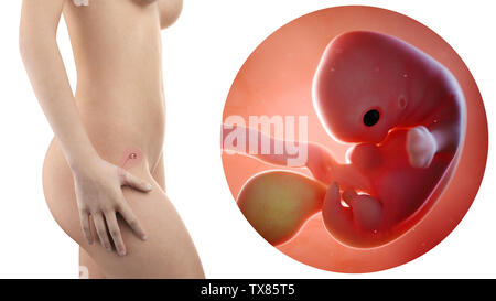 Donna incinta con visibile utero e feto settimana 7 Foto Stock