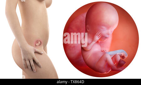 Donna incinta con visibile utero e feto settimana 12 Foto Stock