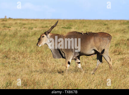 Eland maschio Taurotragus oryx con uccelli oxpecker sul retro a piedi l'erba verde Riserva Nazionale di Masai Mara Kenya Africa orientale Foto Stock