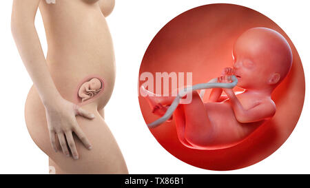 Donna incinta con visibile utero e feto settimana 20 Foto Stock