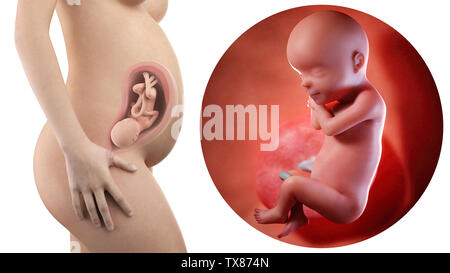 Donna incinta con visibile utero e feto settimana 30 Foto Stock