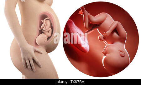 Donna incinta con visibile utero e feto settimana 37 Foto Stock