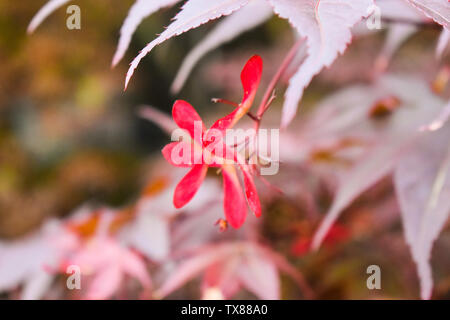 Macro closeup di un sorprendente rosso scarlatto fiori di Sprekelia formosissima Aztec o giglio giacobino dalla famiglia Amaryllis isolato su bianco. Fiore raro Foto Stock