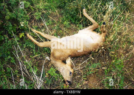 Hit animale sulla strada in Francia. Capriolo dopo una collisione con la vettura in mattina presto Foto Stock