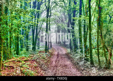 La strada che conduce al misty bosco di latifoglie e il penetrante raggi del sole. Fine estate in Europa centrale Foto Stock