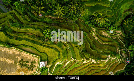 Un paesaggio fantastico sopra terrazze di riso Foto Stock