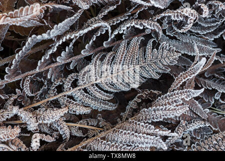 Asciugare le foglie di felce sono coperti di brina mattutina. La bellezza di Natura Foto Stock