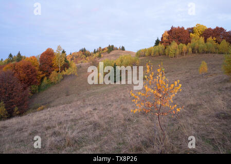 Bellissimi alberi autunnali sui pendii della montagna. Bosco di latifoglie con rosso e foglie di giallo Foto Stock