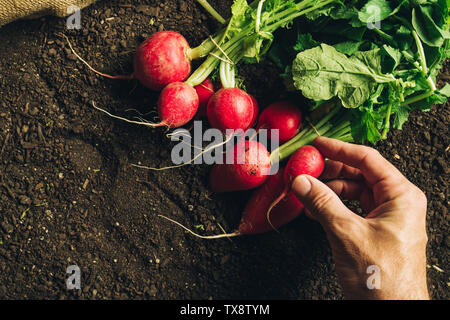 L'agricoltore che detiene raccolte ravanello, stretta di mano con vegetali di radice Foto Stock