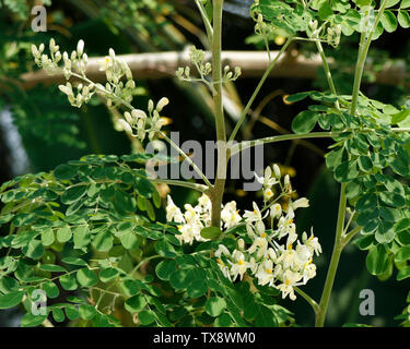 Coscia appeso vegetale nel proprio albero,Moringa Oleifera è il più ampiamente specie coltivate in genere Moringa,nomi comuni includono moringa,d Foto Stock