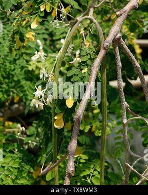 Coscia appeso vegetale nel proprio albero,Moringa Oleifera è il più ampiamente specie coltivate in genere Moringa,nomi comuni includono moringa,d Foto Stock