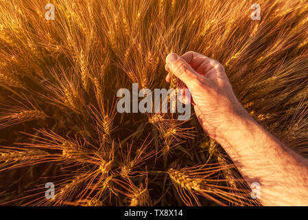 Agronomo agricoltore è maturazione ispezione di spighe di grano in campo nel caldo tramonto d'estate. Lavoratore agricolo interessato analizzando lo sviluppo di colture di cereali, close up Foto Stock