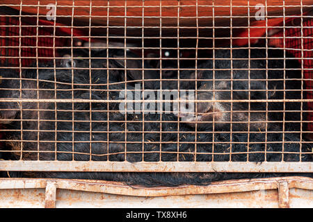 Mangalitsa suini trasportati nel veicolo di rimorchio. Questa razza cresce lanosi rivestire simili a pecore. Foto Stock