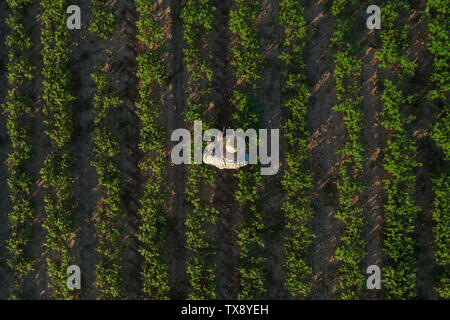 Coltivatore di fagioli di soia con drone controller remoto nel campo. Utilizzando le moderne tecnologie innovative in agricoltura e allevamento smart. Foto Stock