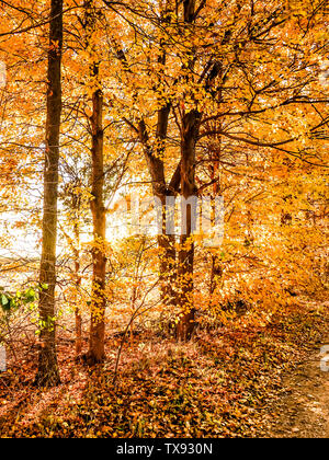 Golden Autumn Leaves lungo una strada di campagna al tramonto Foto Stock