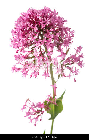 Red valeriana fiori isolati su sfondo bianco Foto Stock