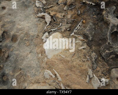 Fossilizzati rimane bianco di ricci di mare incorporato in pietra marrone. Foto Stock